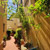 Mimosa apartment in Florence